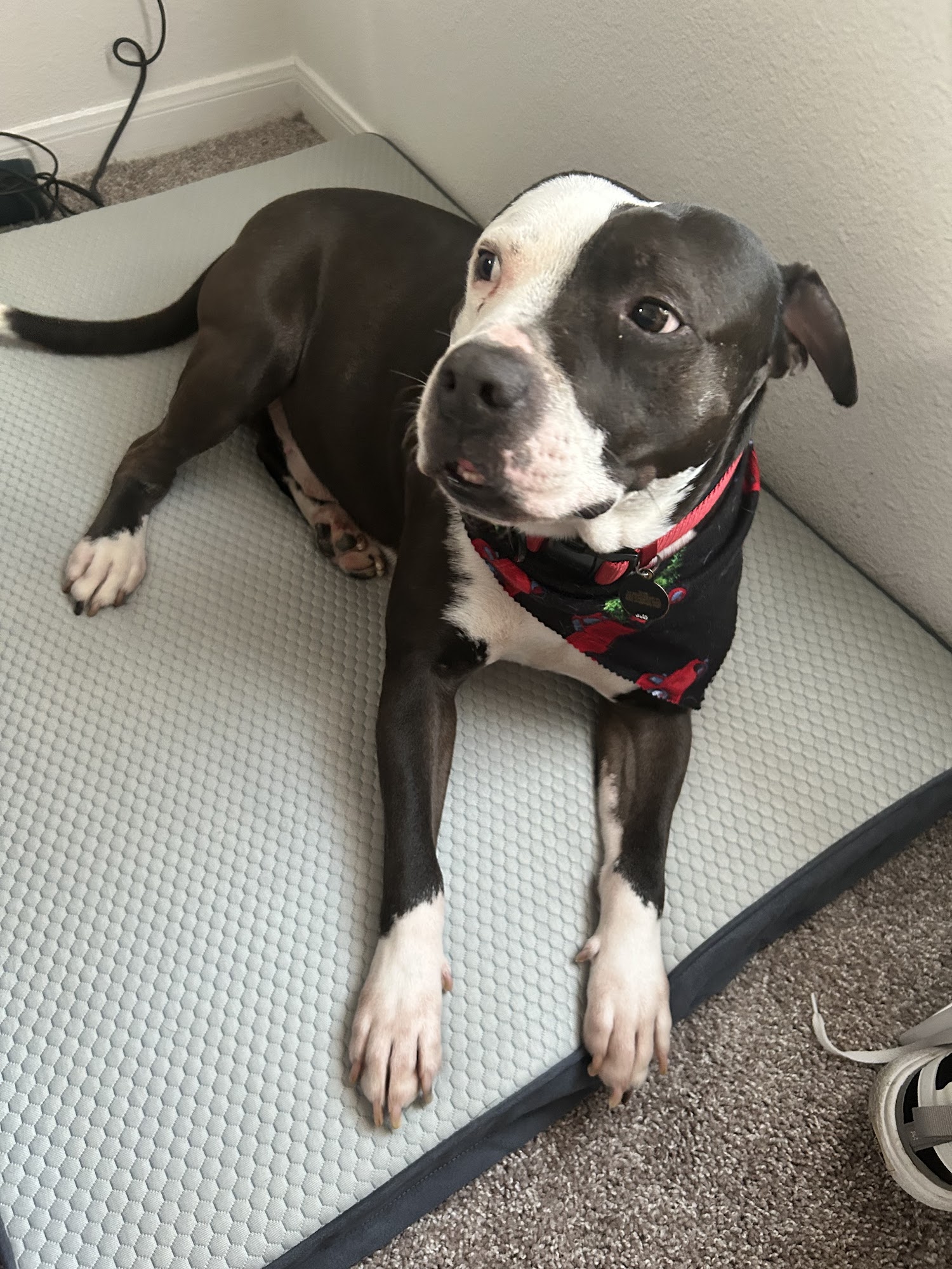 The Darling Dog Pet Salon Allen