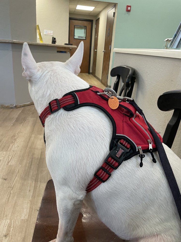 Animal Medical Center: Culp Wick DVM Amarillo