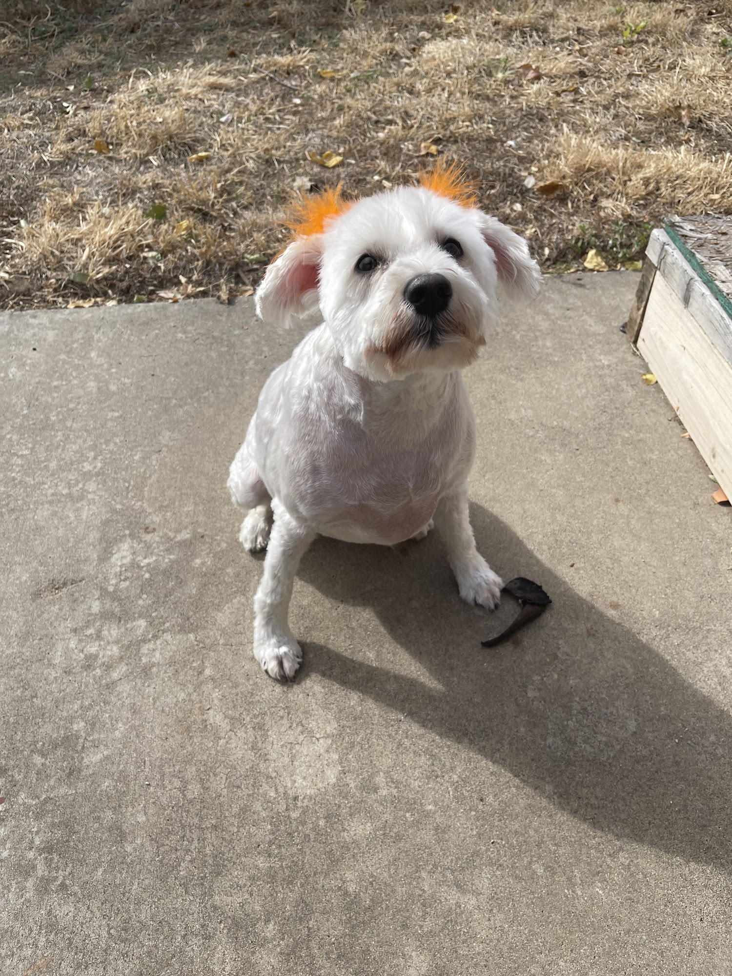 Animal House Dog Grooming Amarillo