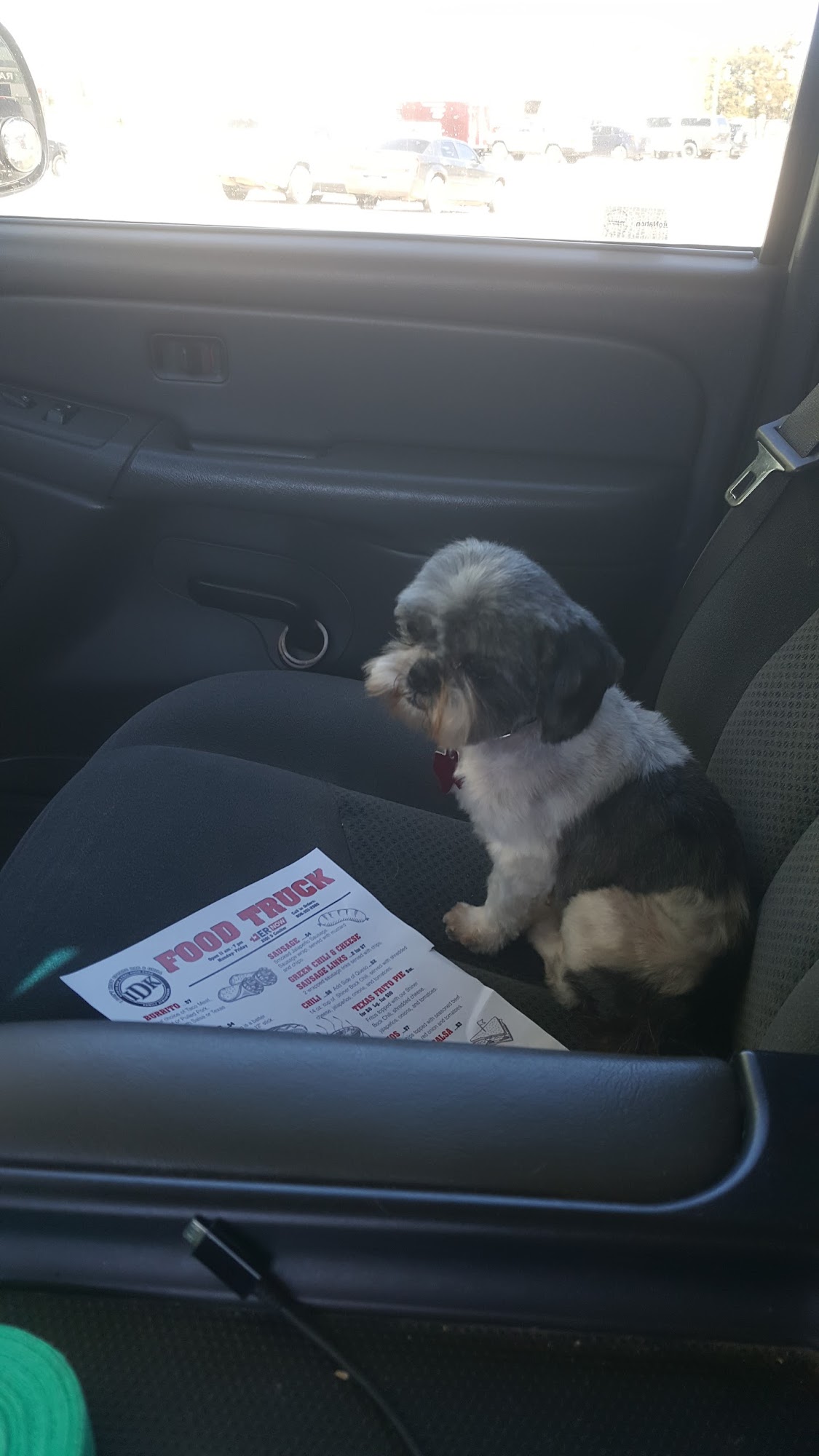 Shaggy to Chic Dog Enhancement Center Amarillo