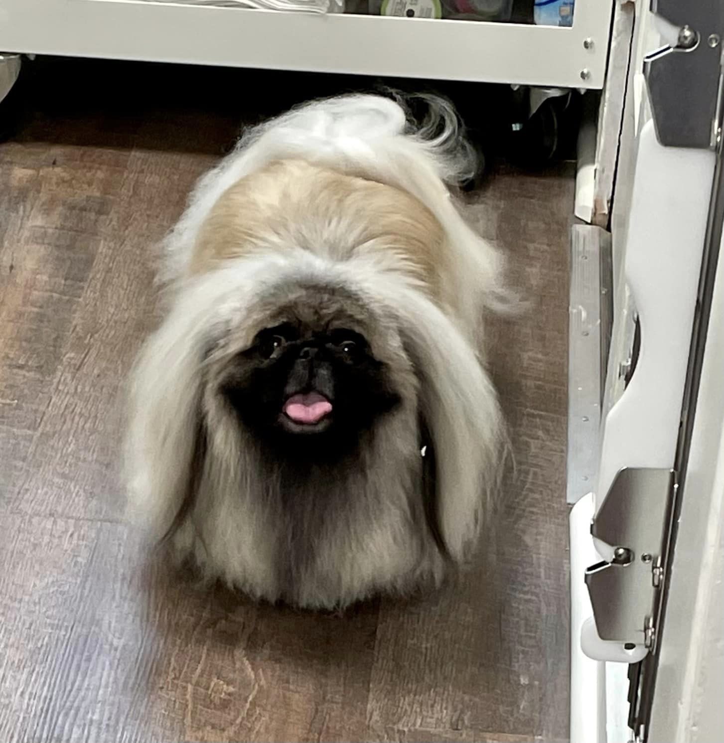Muttley’s Pet Salon Amarillo