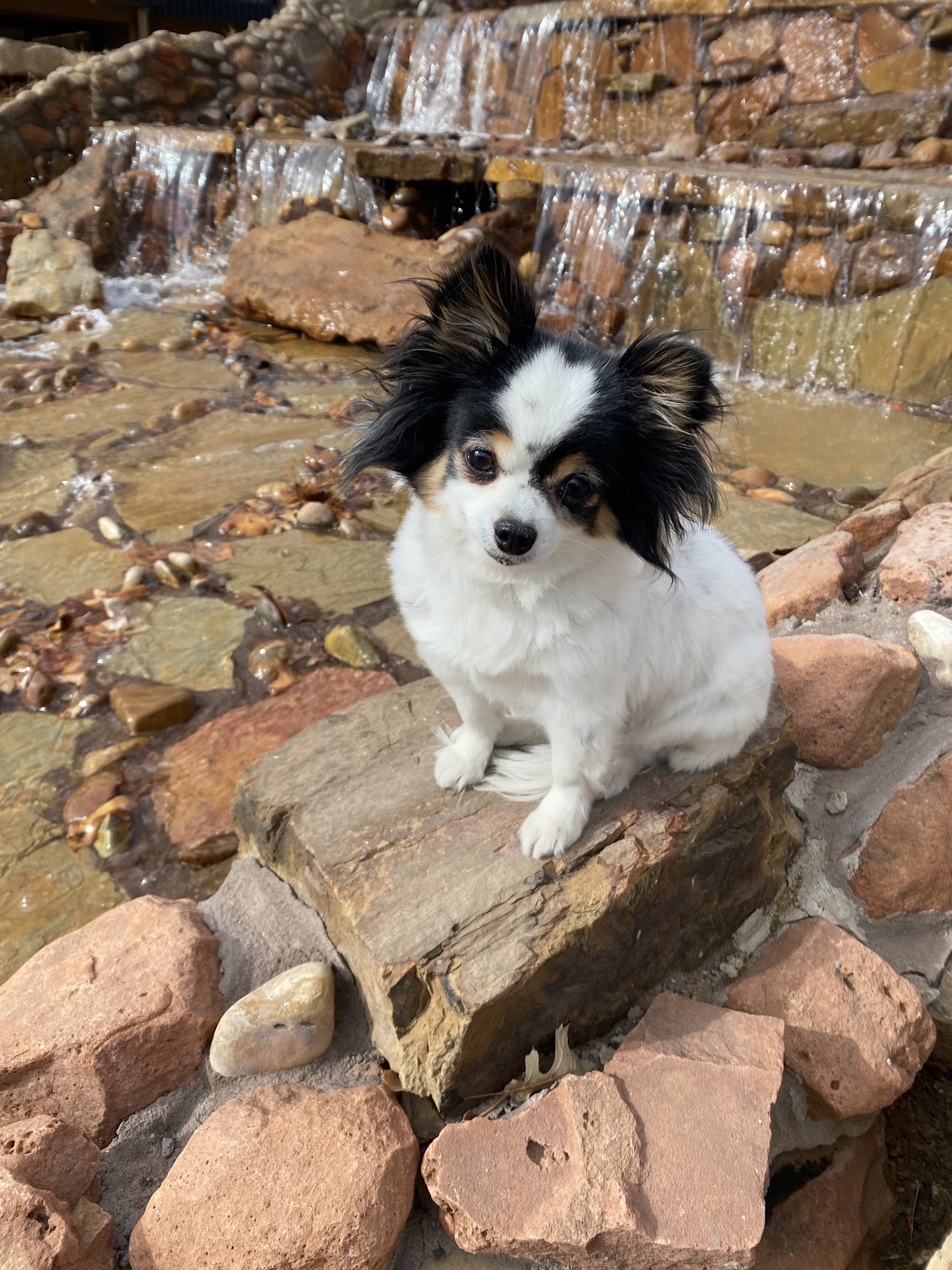 Klip Joint Dog Grooming Amarillo