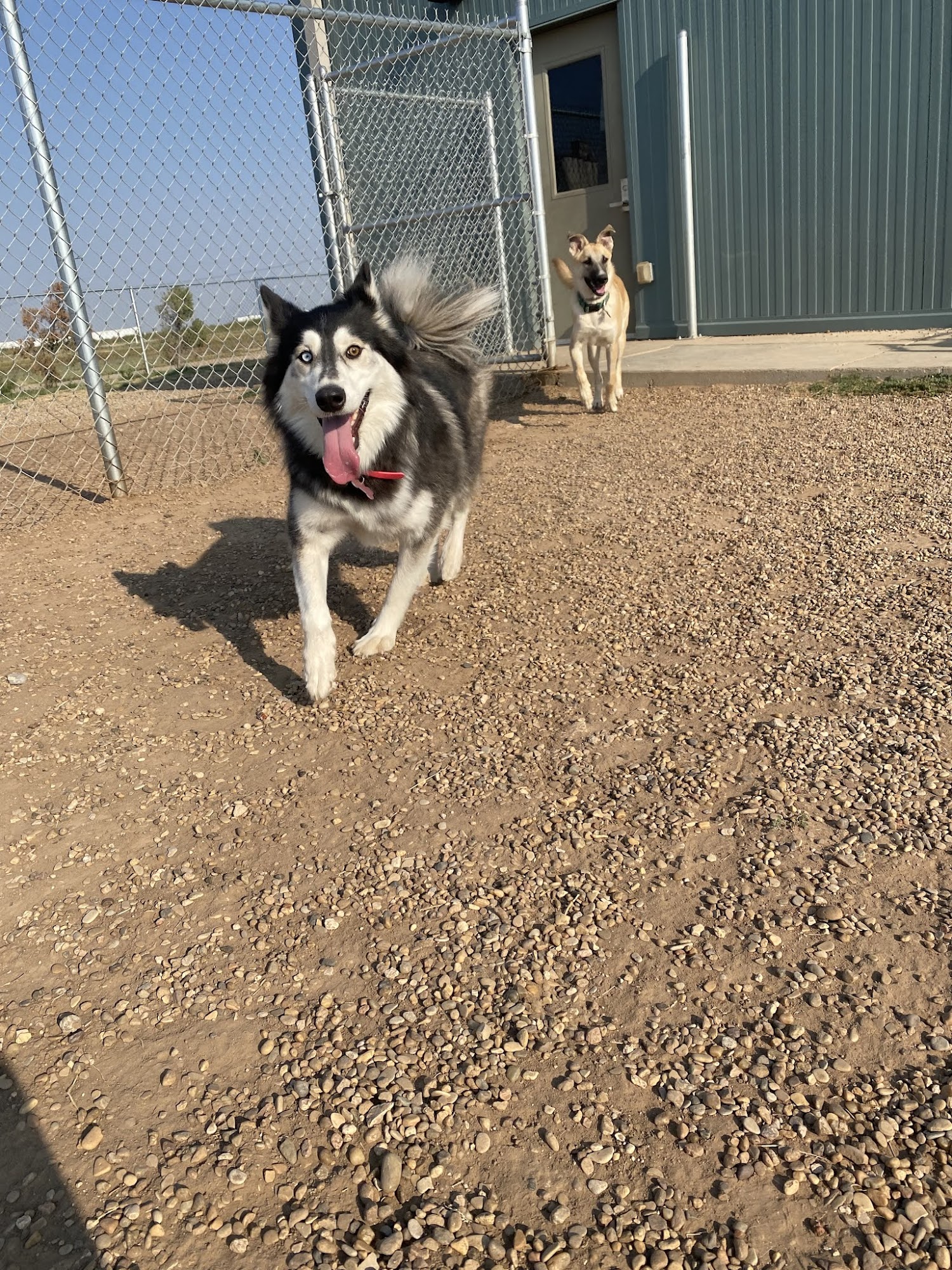 Good Dog Pet Ranch Amarillo