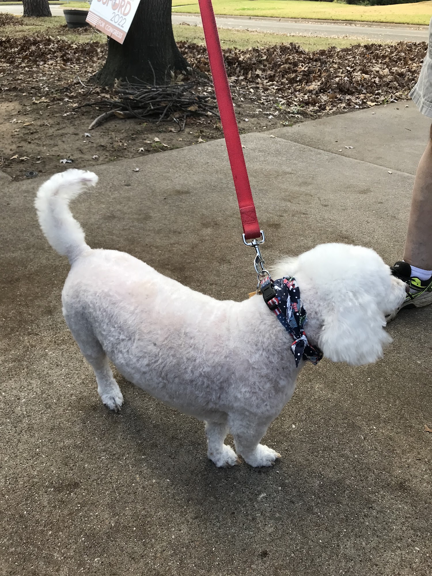 Shear Heaven Pet Spa Arlington
