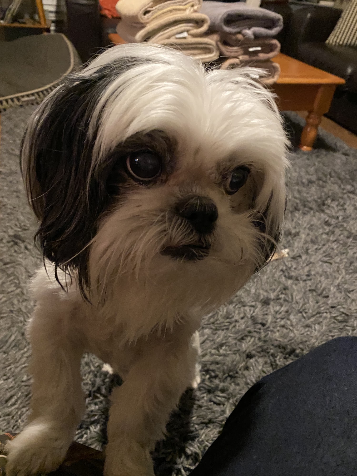 Twin Lakes Pet Resort & Spa Aubrey