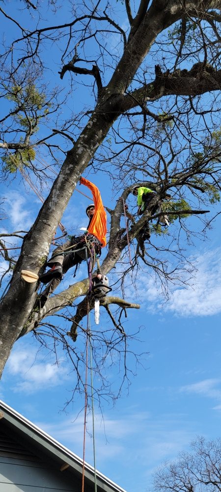 Amigos Tree Service