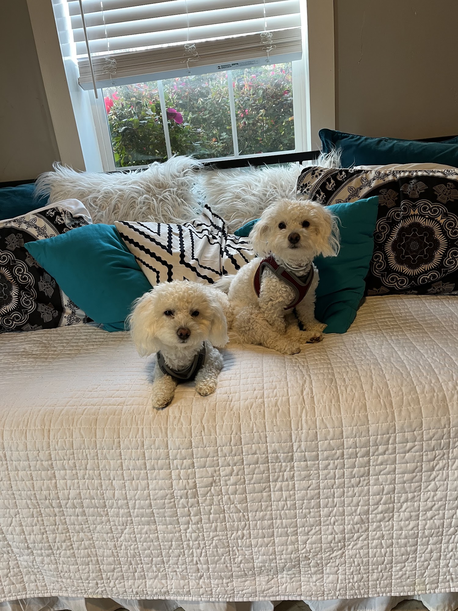 Paws & Claws Boutique Azle