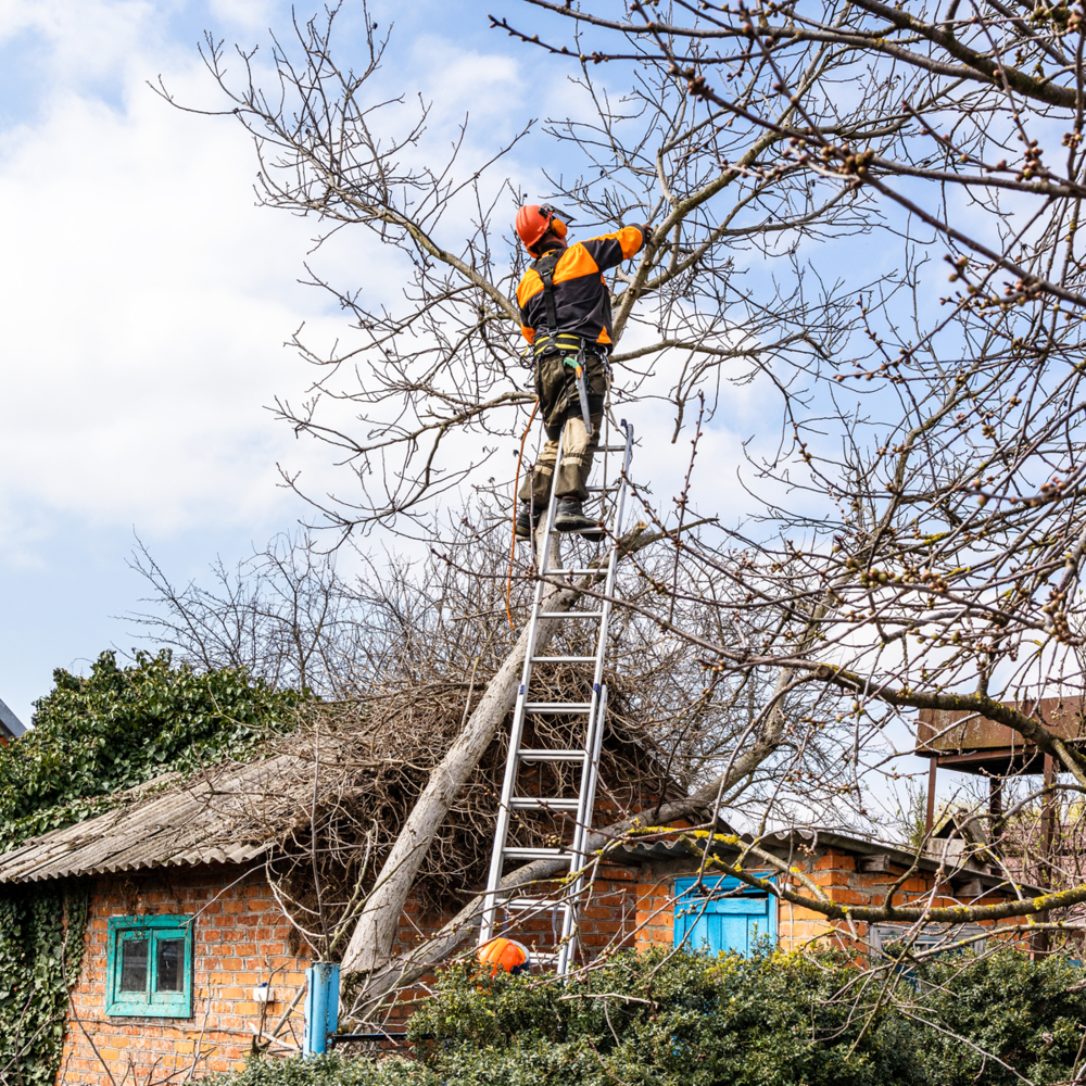 Wise Tree Care