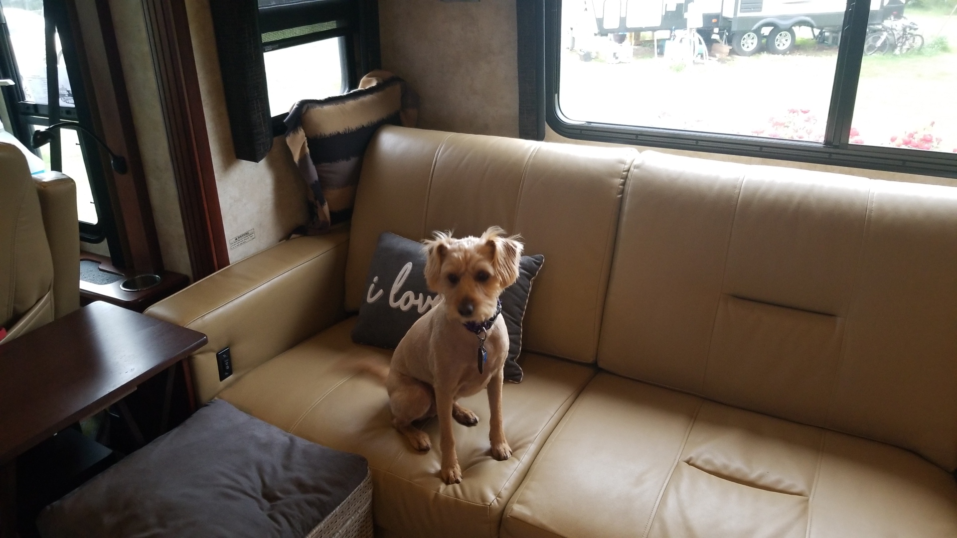 Angel's Puppy Love Clifton