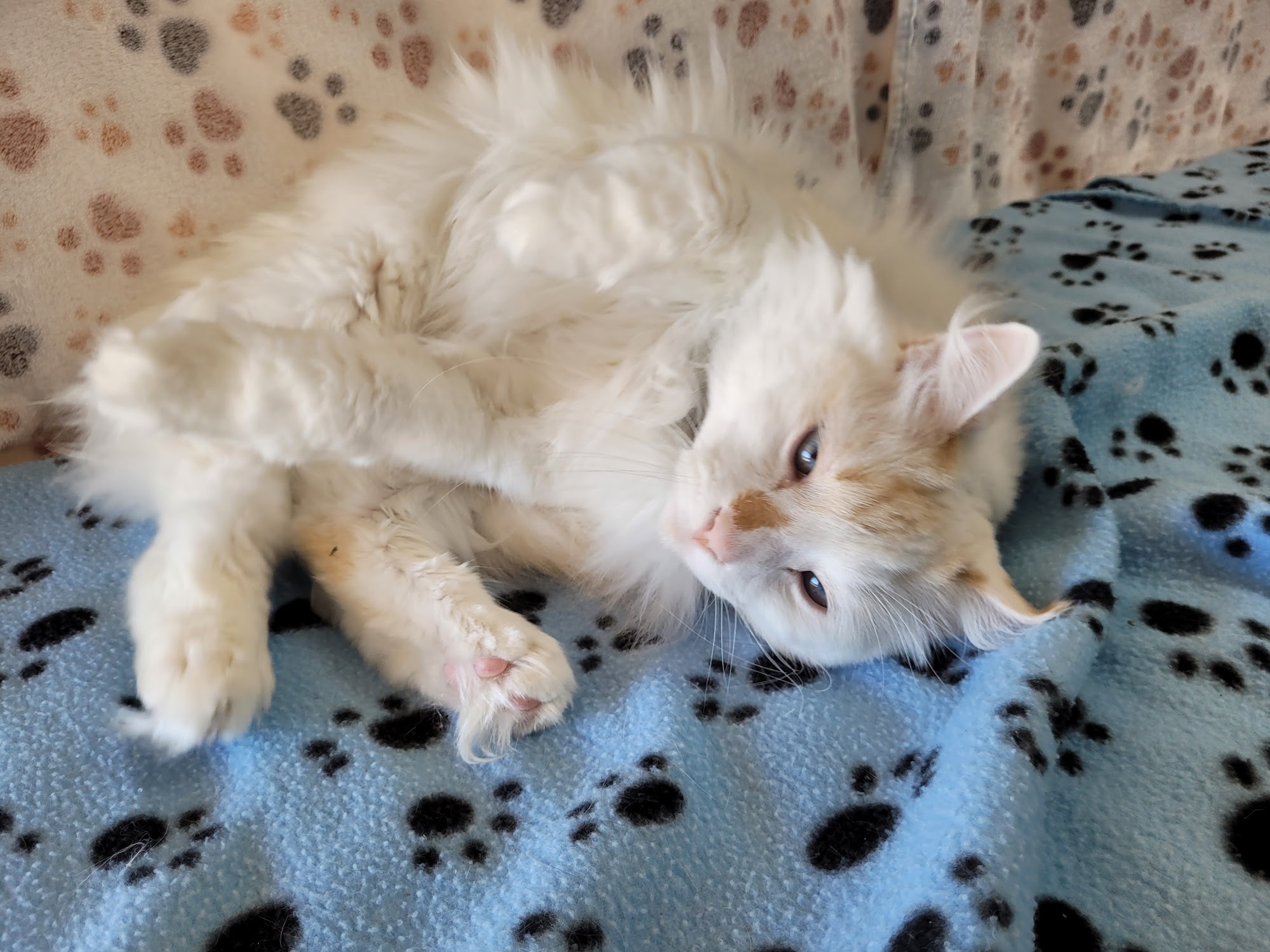 Sit N Stay Pet Retreat Colleyville