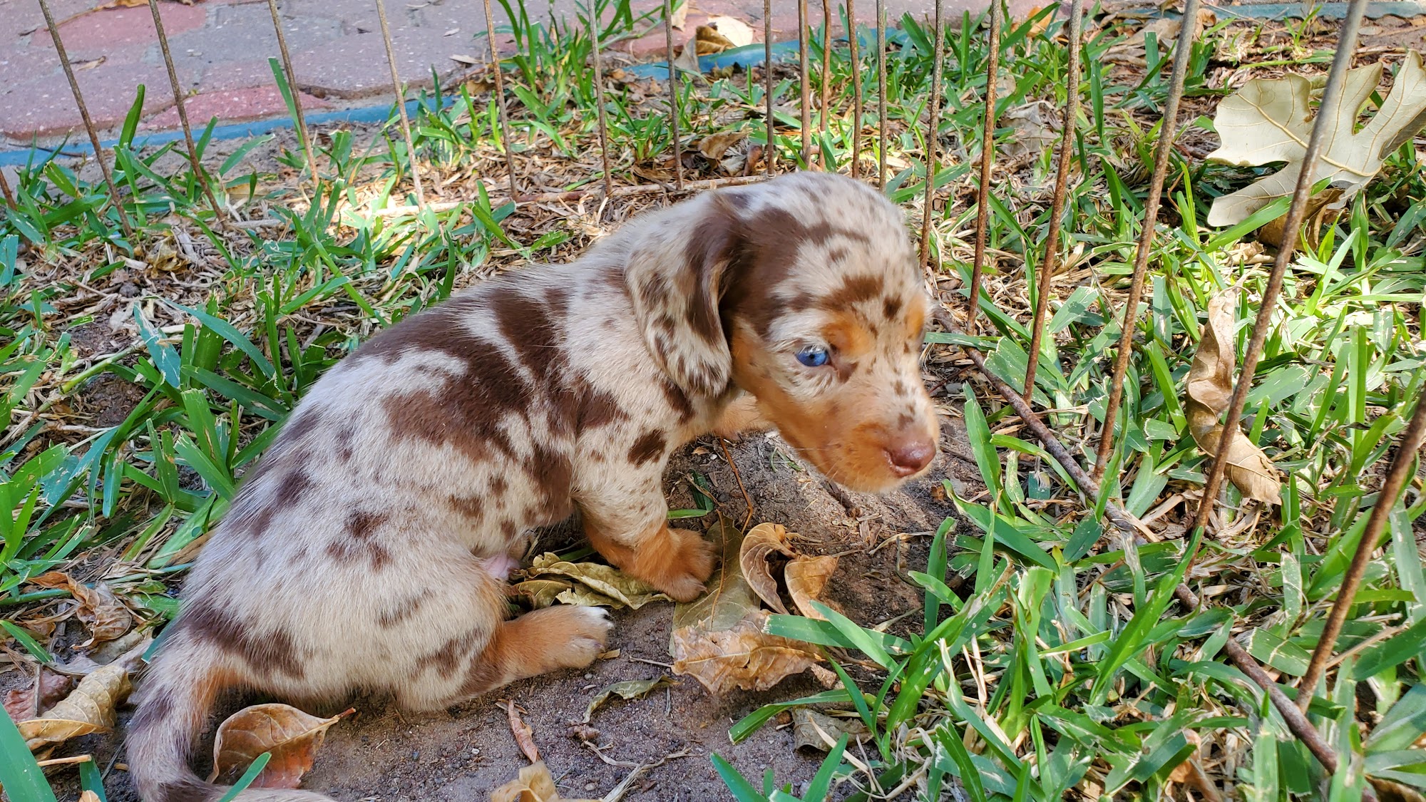 BELCHER ANIMAL HOSPITAL - 5626 Everhart Rd, Corpus Christi TX 78411