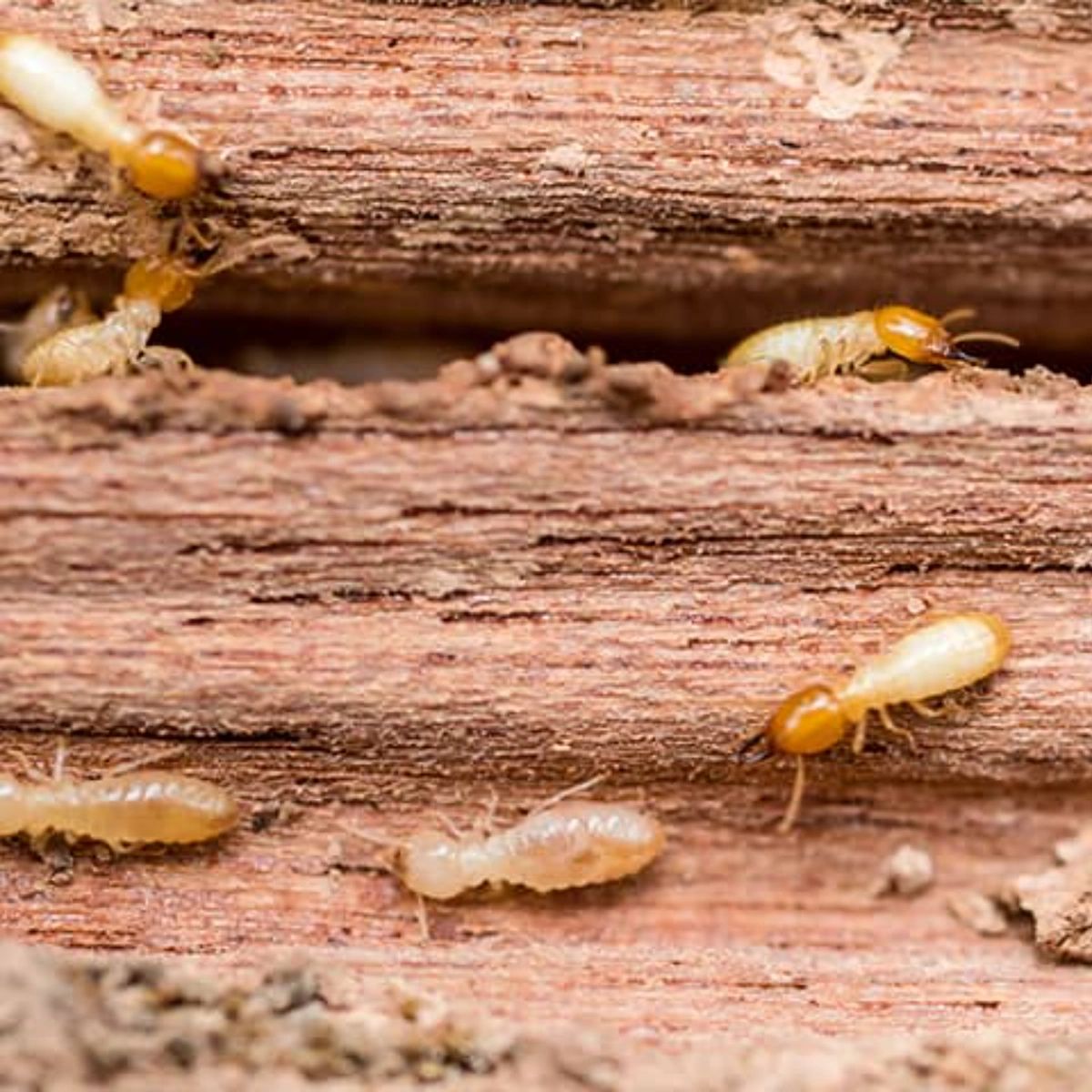 Reliant Termite & Pest Control 308 S Hampton Rd, Crowley Texas 76036