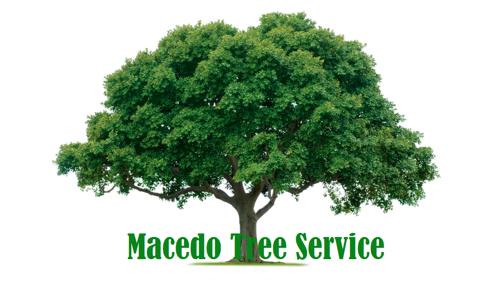 Macedo Tree Service