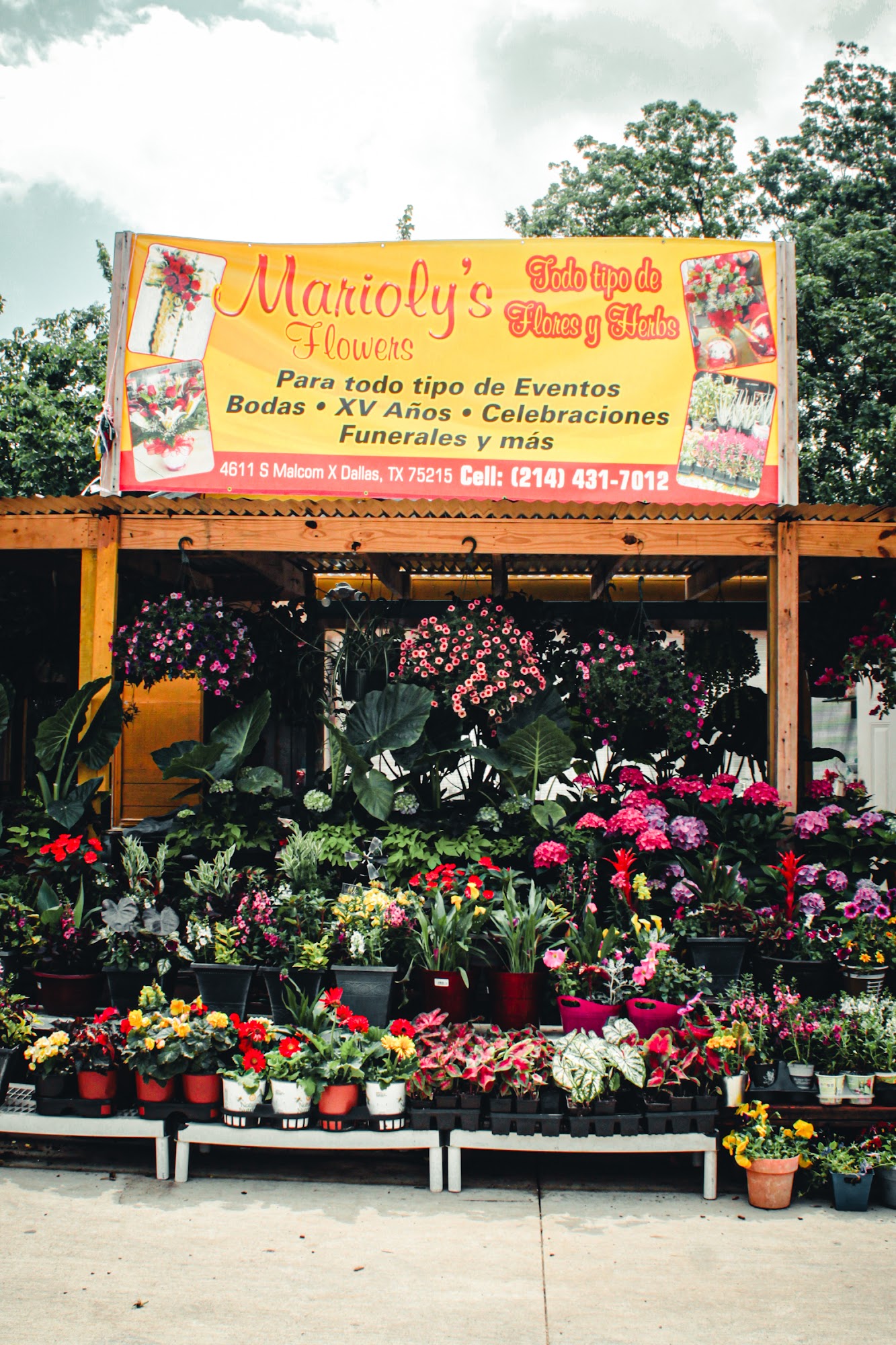 Marioly's Flowers