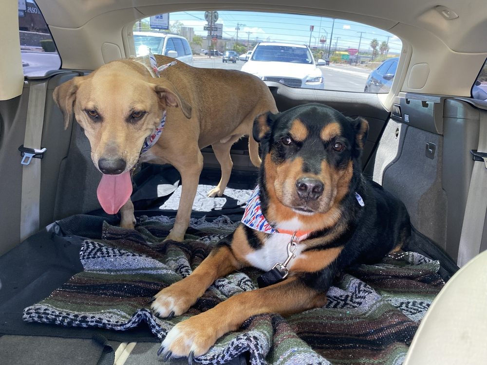 Spa For Paws El Paso