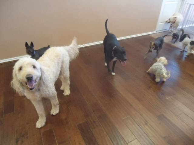 Julian's Pet Grooming, Daycare & Boarding El Paso