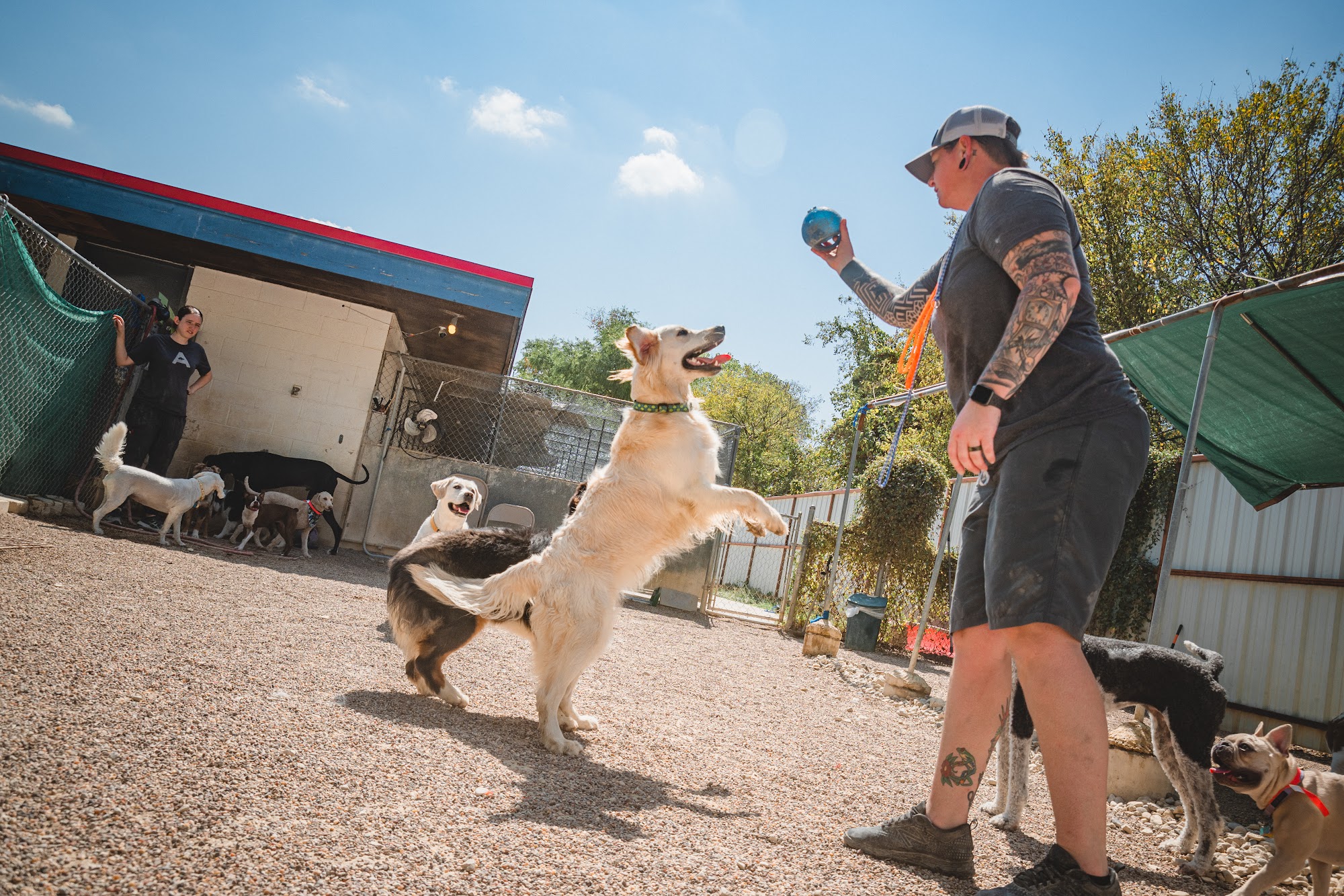 A-Animal Clinic & Boarding Kennel