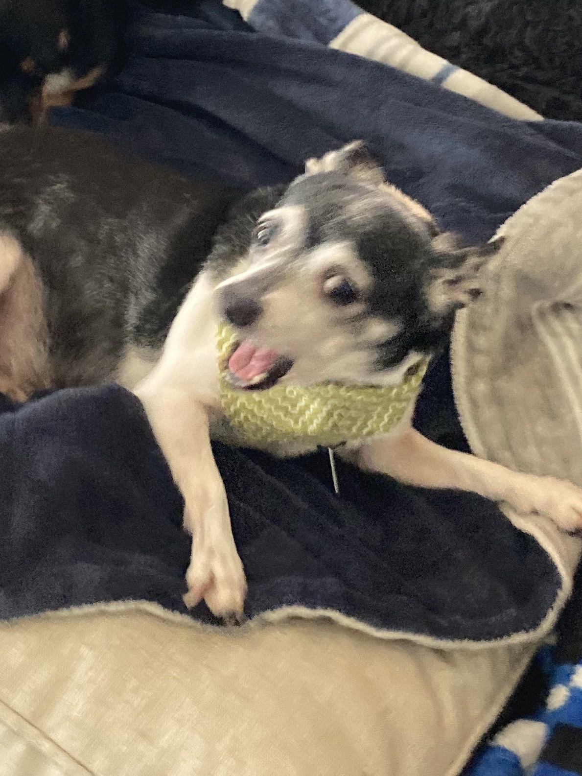 Pampered Poodle Fort Worth