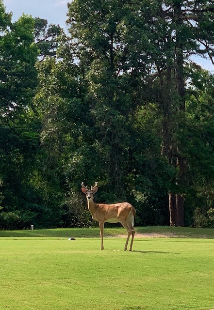 Pine Dunes Golf Course 159 Private Rd 7019, Frankston Texas 75763