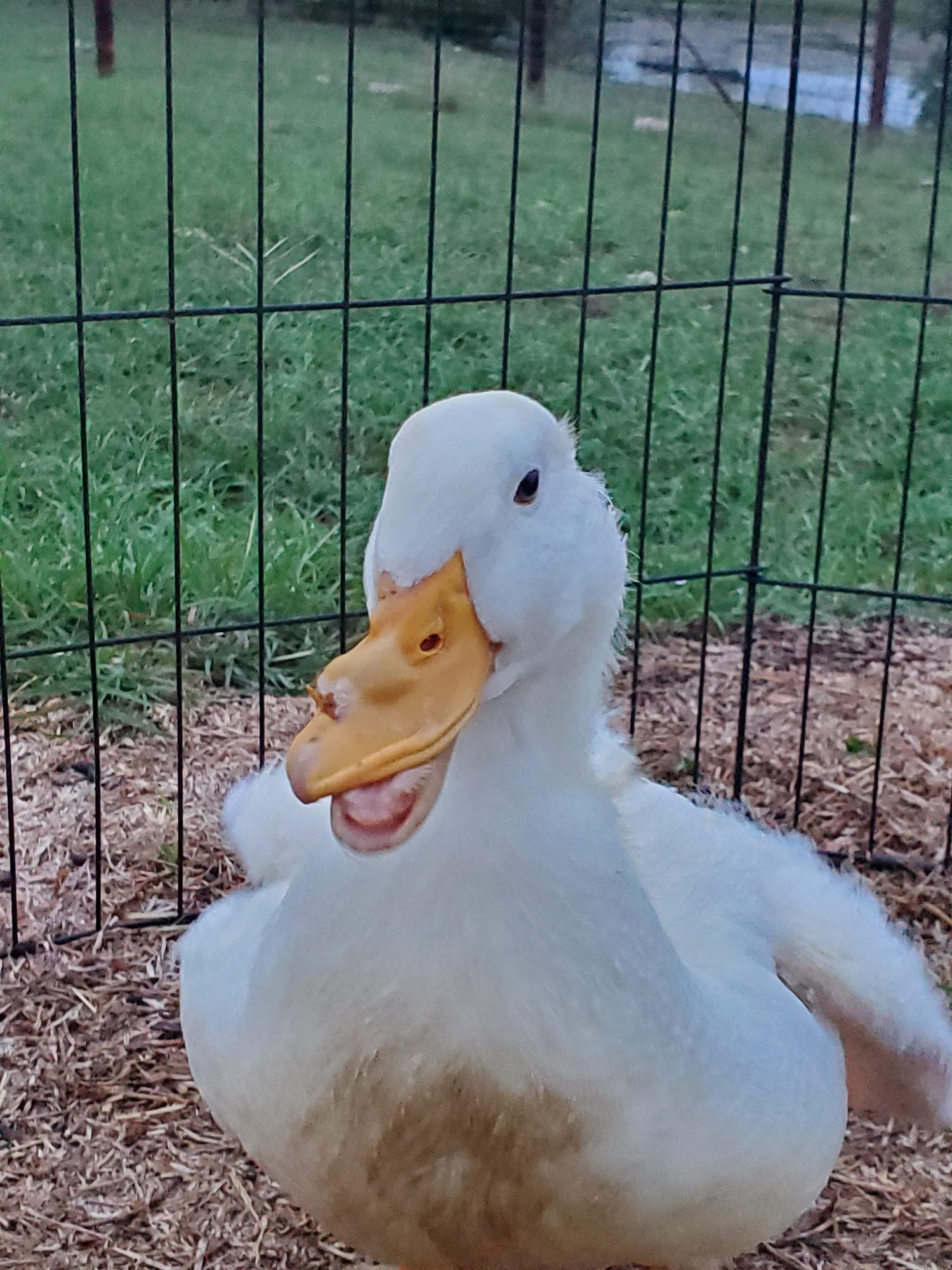 Fredericksburg Veterinary Center, Dr. Neal Eckert