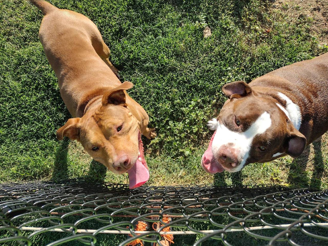 Dogs At Dolphins View Galveston