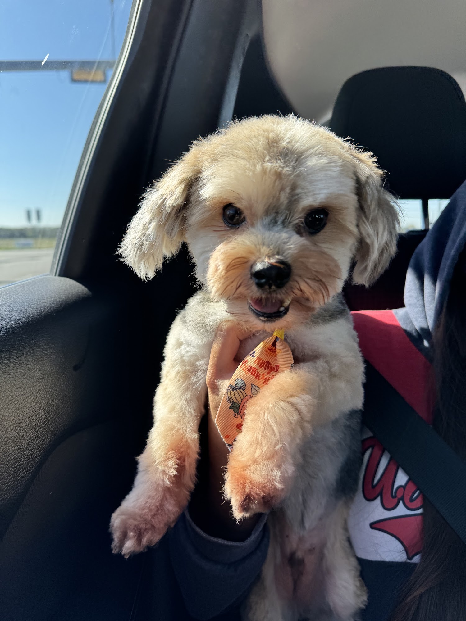 Elite Pet Spa LLC Georgetown