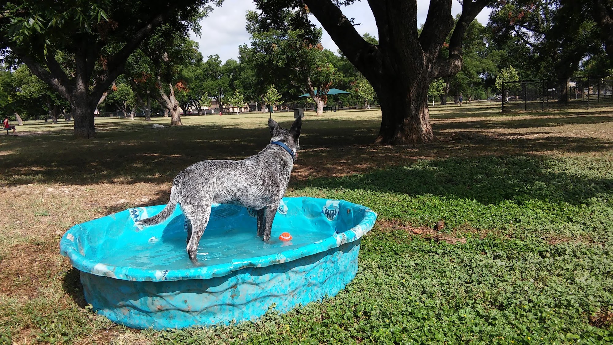 Bark Park Georgetown