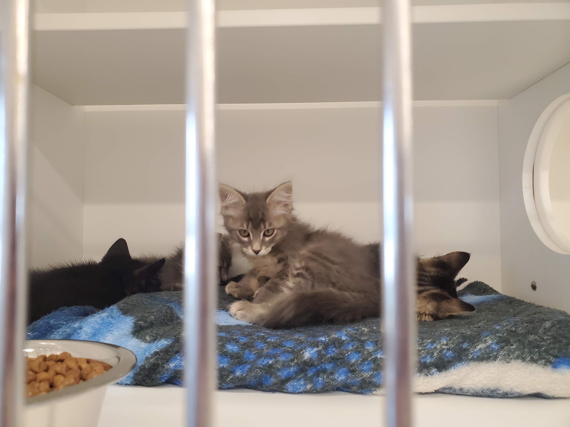 Williamson County Regional Animal Shelter Georgetown