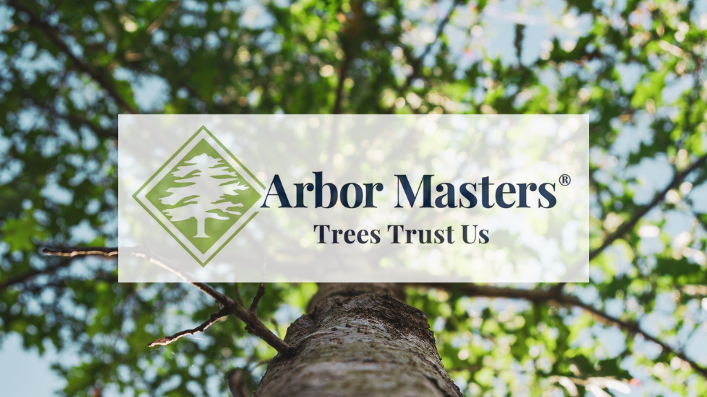 Arbor Masters of Texas