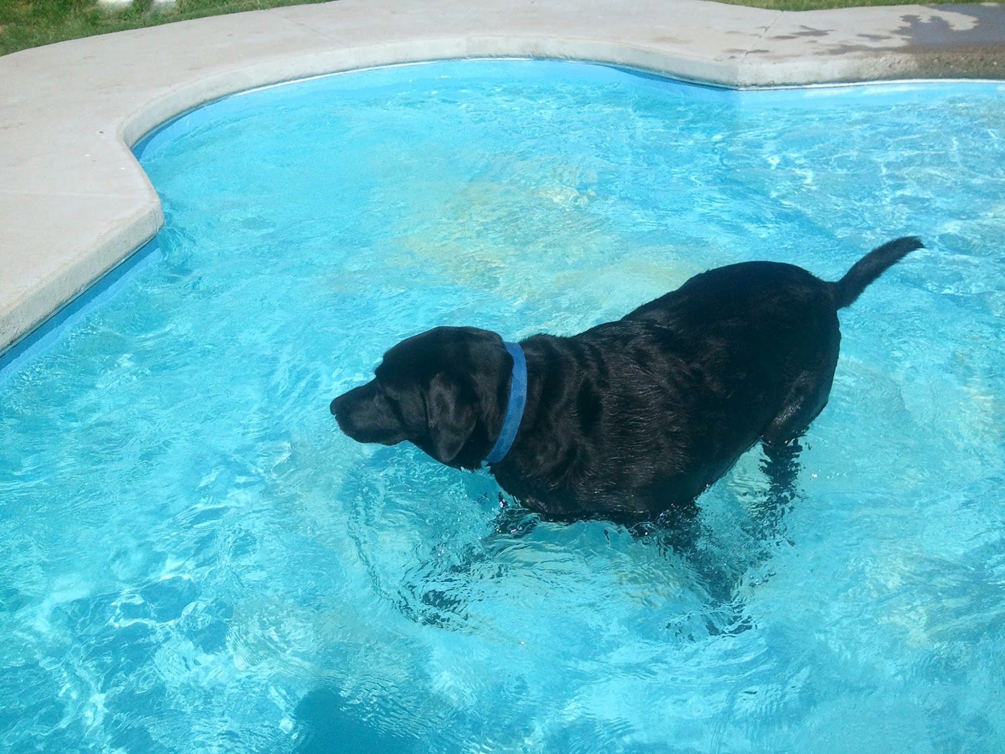 Texas Pet Resort & Grooming Spa Harlingen