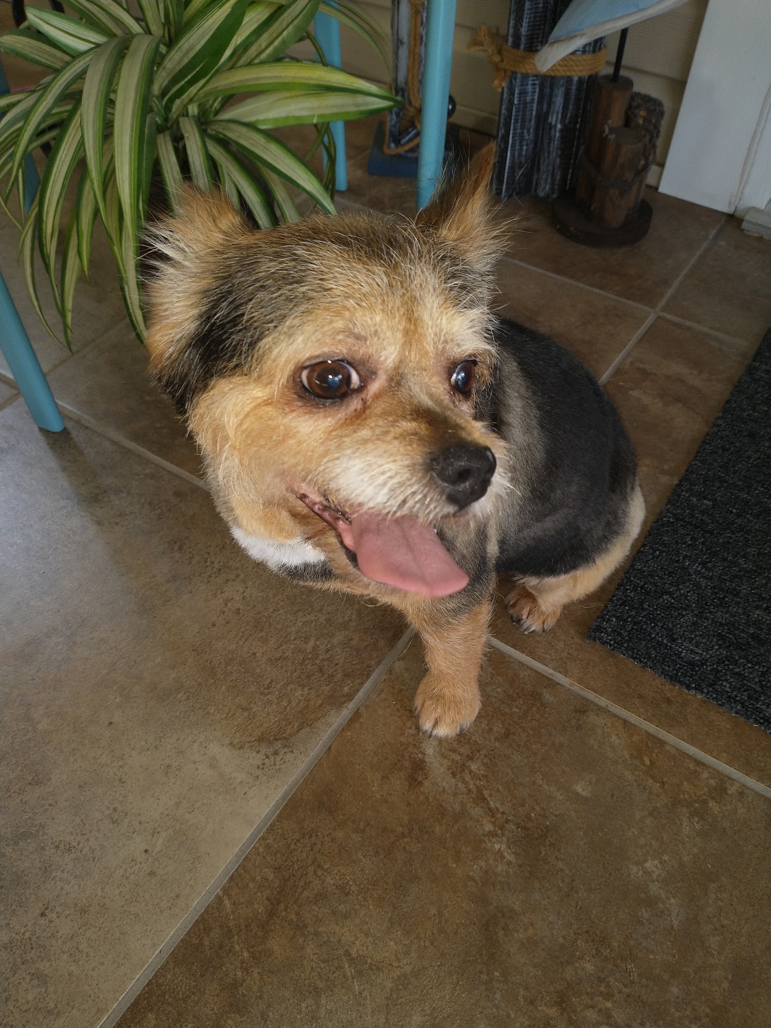 Whitneys paw spa Hurst