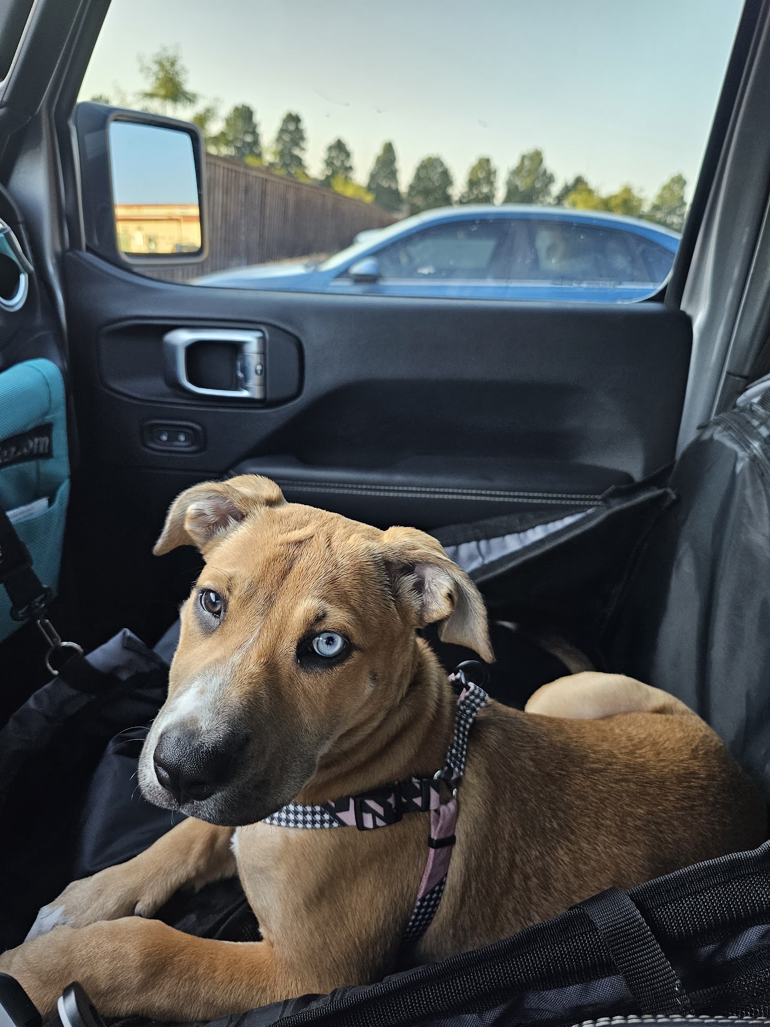 Pet Paradise Las Colinas Irving