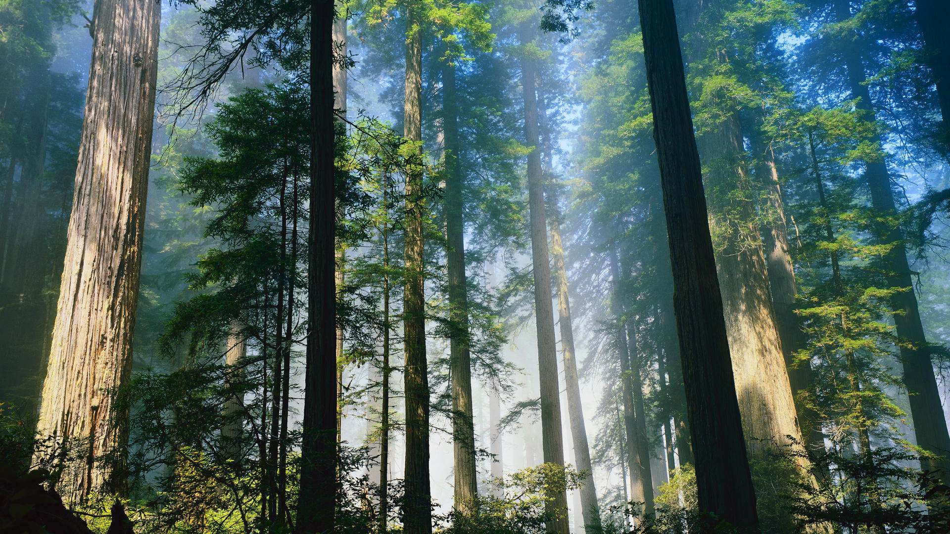 Sequoia Private Wealth Management