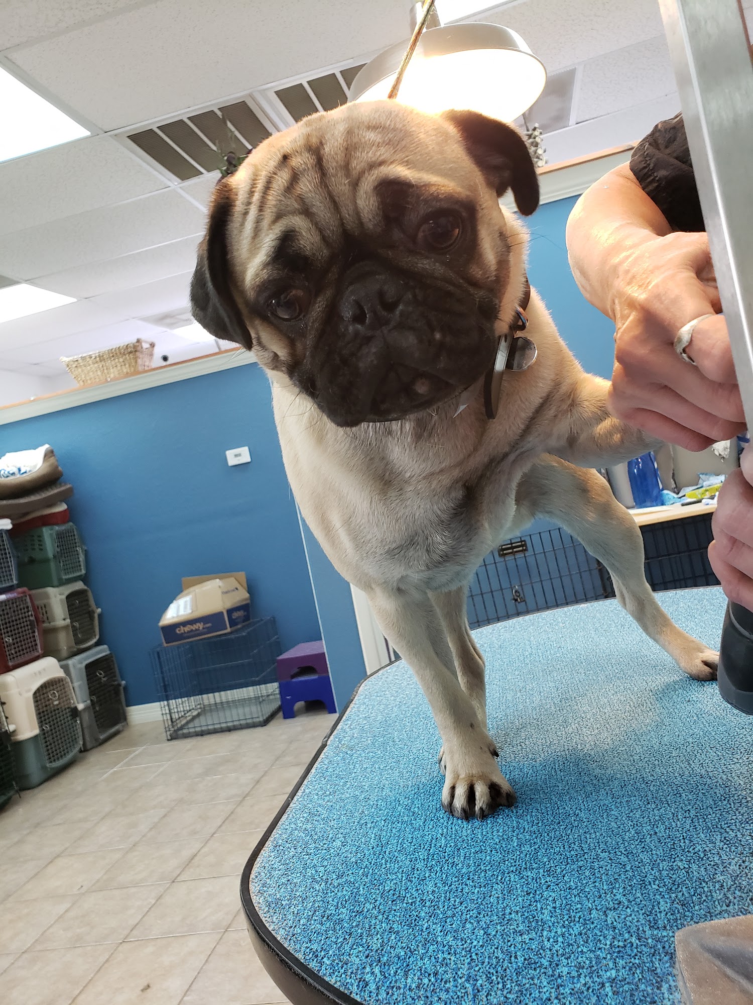 Judy's Grooming Leander