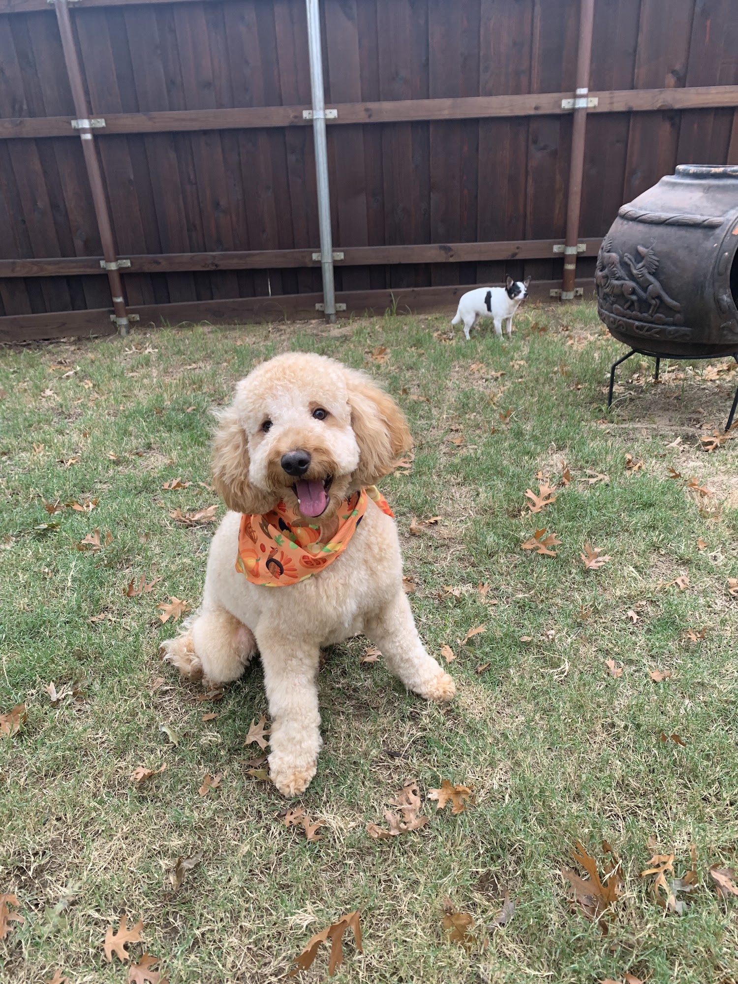 Fetch!! Grooming & Boarding