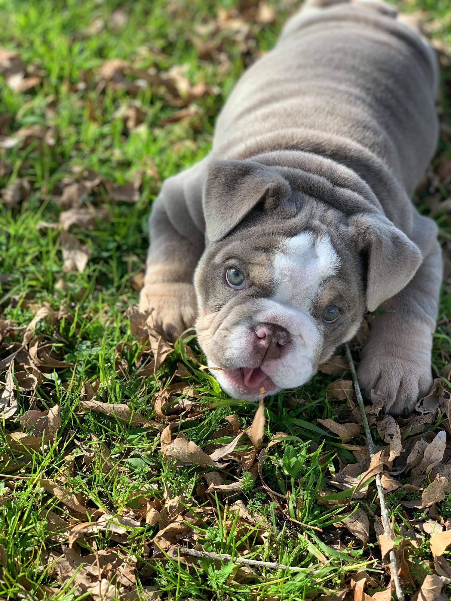 Kimbrough Animal Hospital