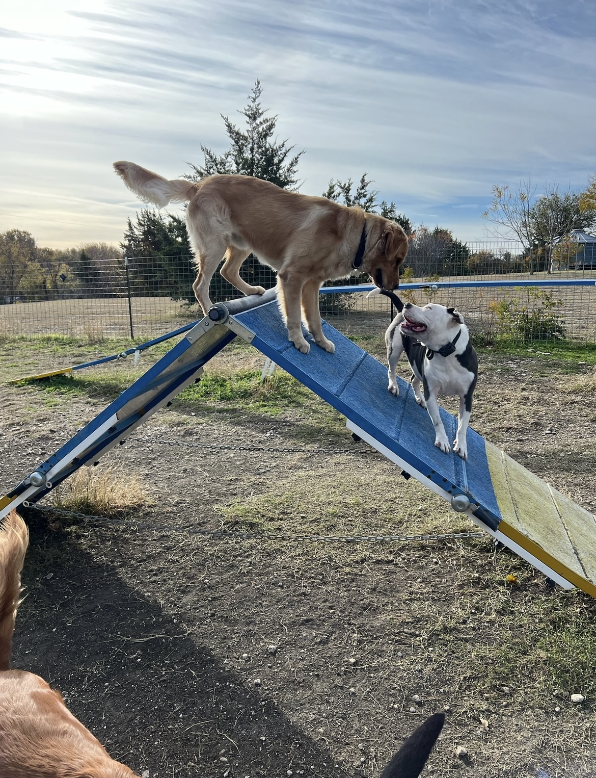 Ward's Dog Training