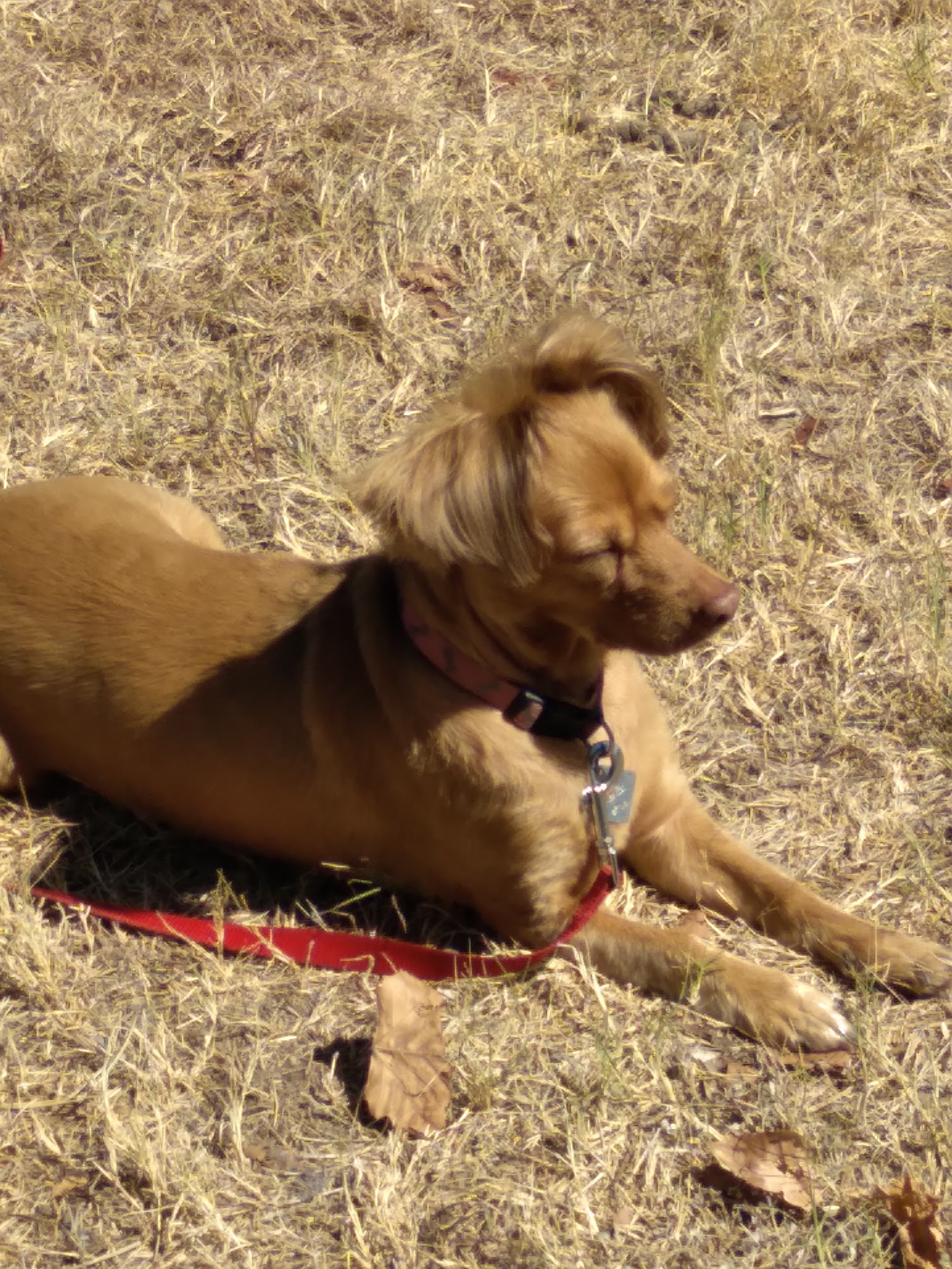 Waggin Wheel Pet Grooming 849 Cass Holland Rd, Mineral Wells Texas 76067