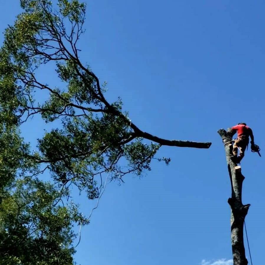 De Jesus Tree Service 19108 Tenbury Ct, New Caney Texas 77357