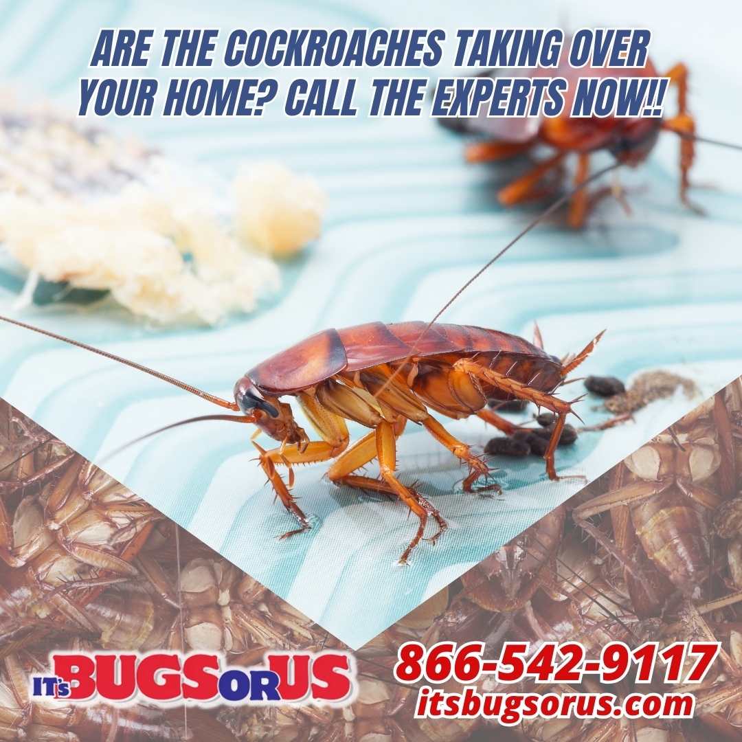 It's Bugs Or Us Pest Control - Northlake 2906 Peekaboo Ln, Northlake Texas 76247