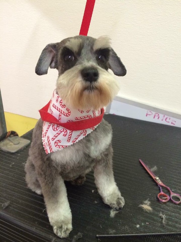 Ana's Grooming Pasadena