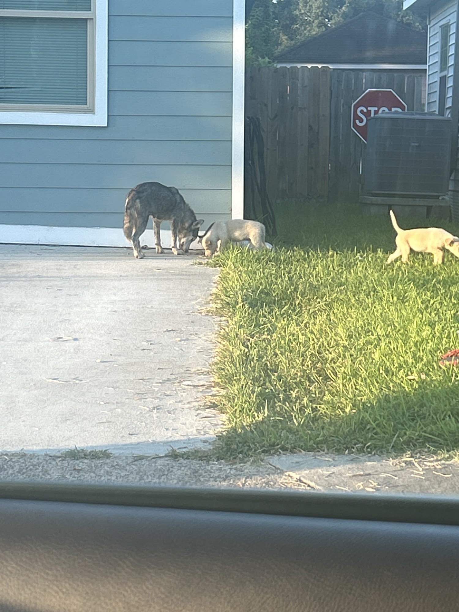 Pasadena Animal Shelter Pasadena