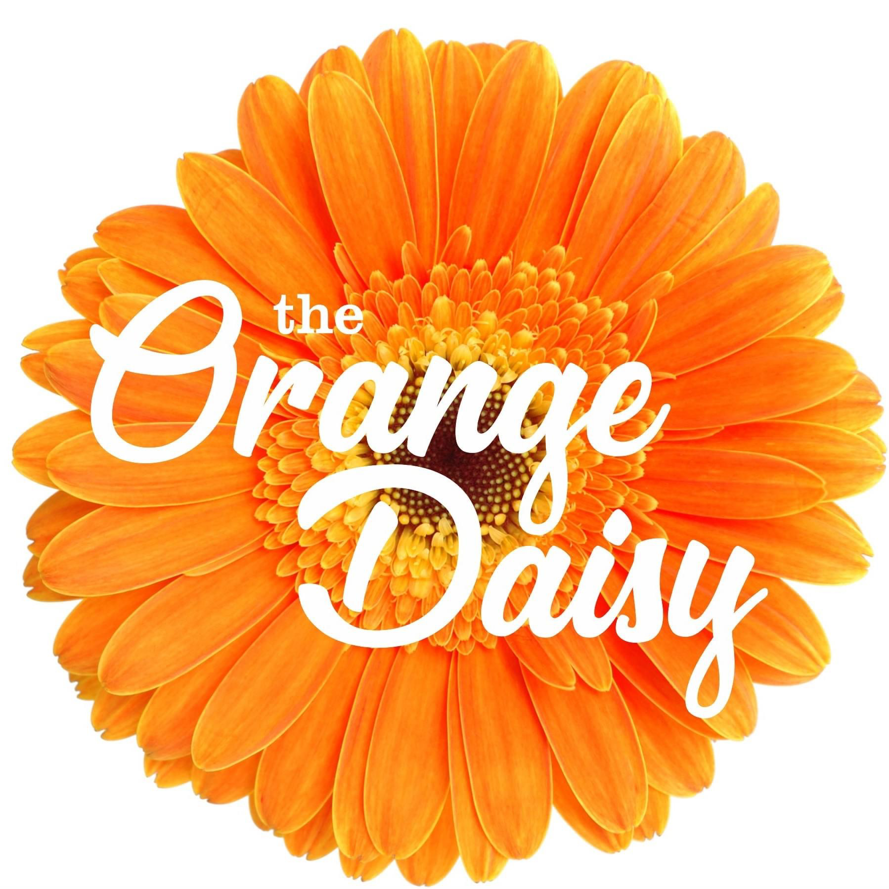 Orange Daisy