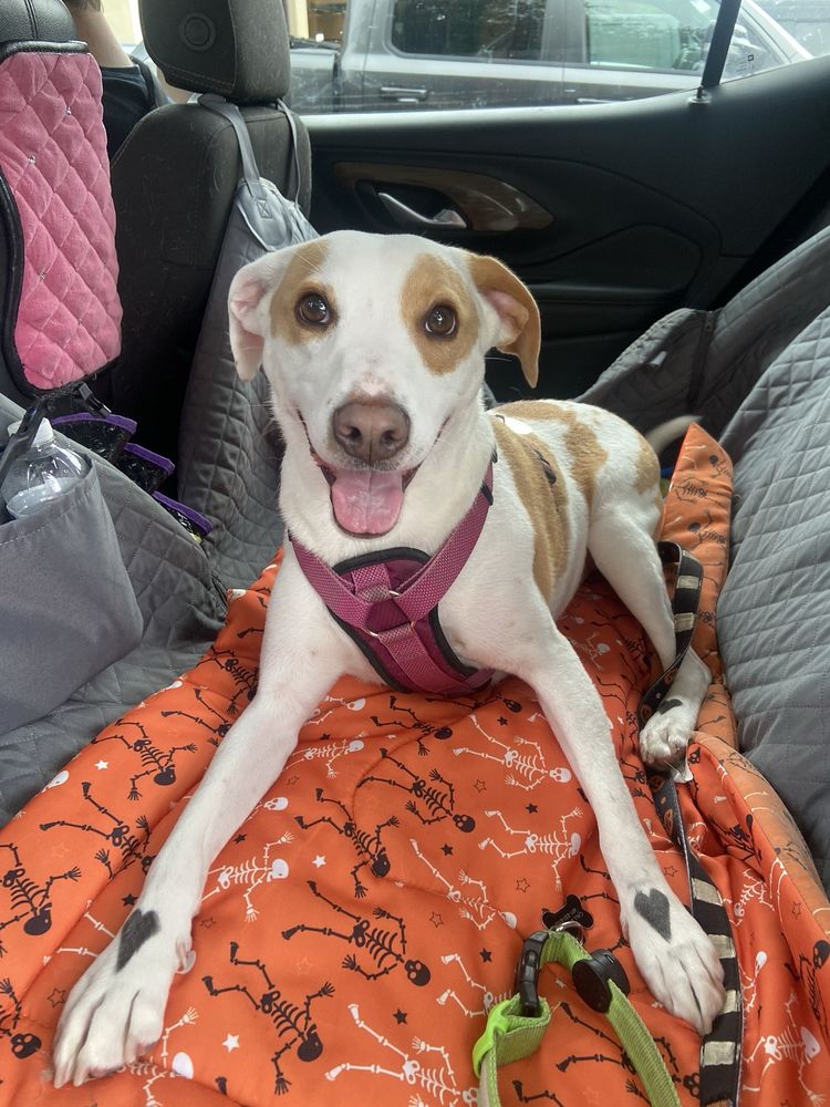 Fuzy Tails Grooming Richardson