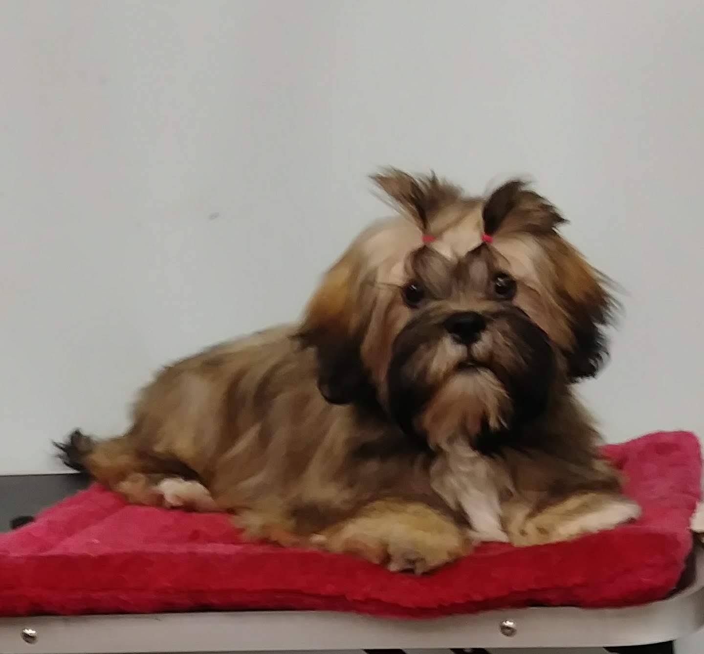 Ardy's For Paws Richardson