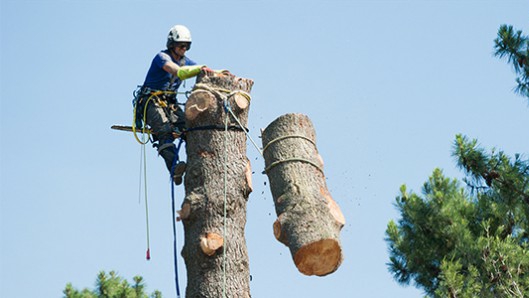 GOOD GUYS TREE SERVICE