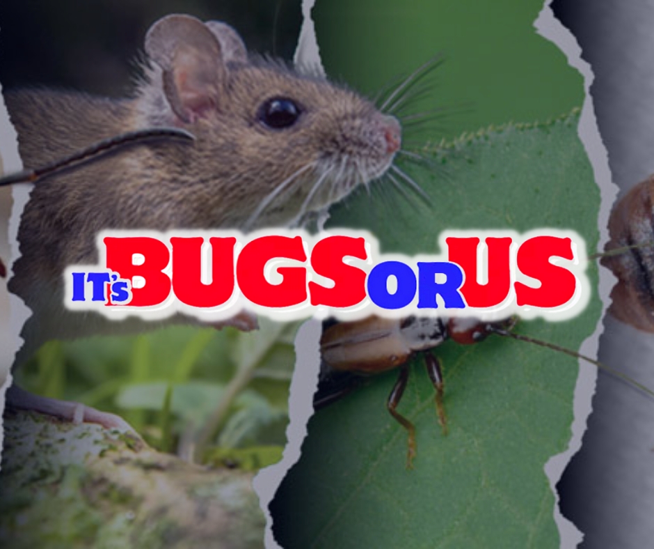 It’s Bugs Or Us Pest Control - Round Rock