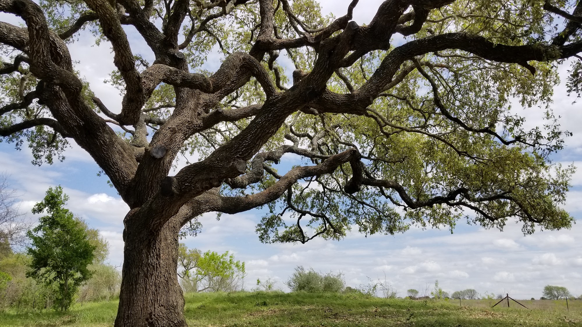 Oak Valley Tree Service