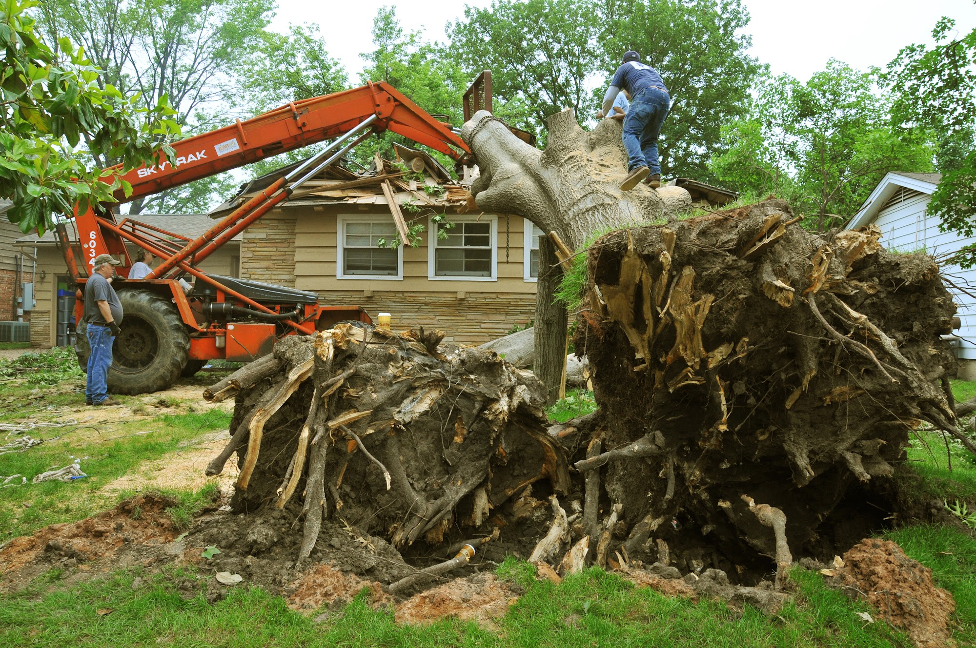 San Marcos Tree Removal