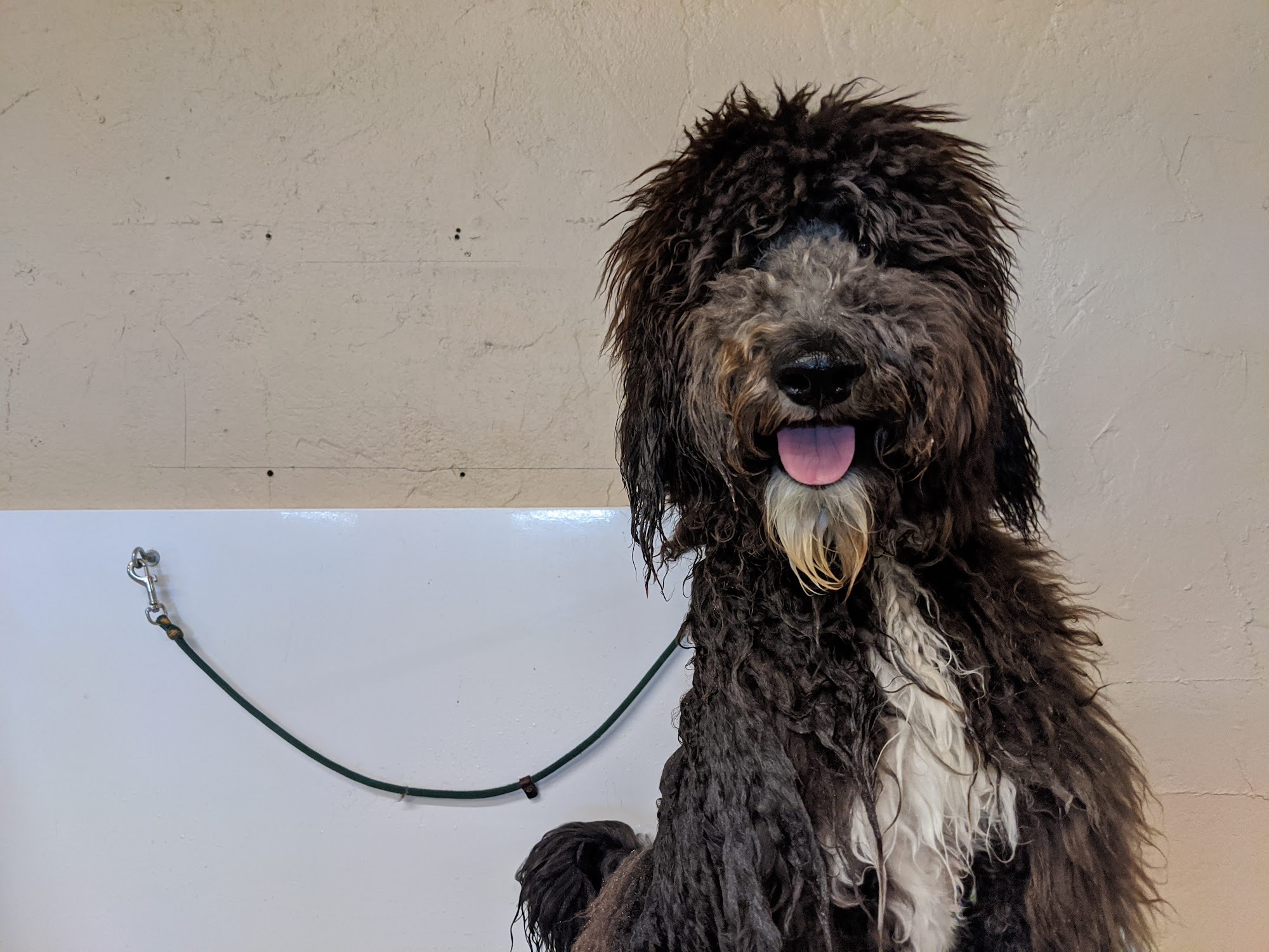 Doodle Heaven Ranch SH, State Hwy 71, Spicewood Texas 78669